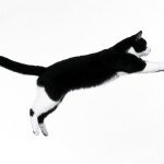 Обои на рабочий стол