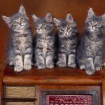 Обои на рабочий стол