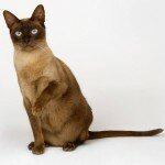 Обои на рабочий стол