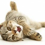 Обои на рабочий стол