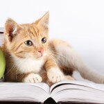 Обои на рабочий стол