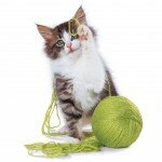 Обои на рабочий стол