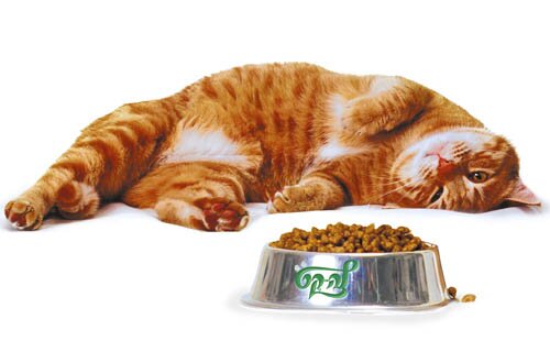 Как накормить привередливую кошку