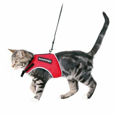 Приучаем кошку к поводку