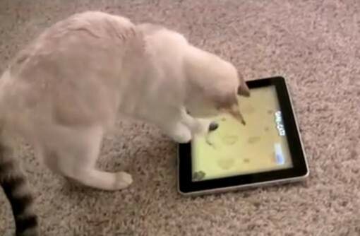 Игра с кошкой