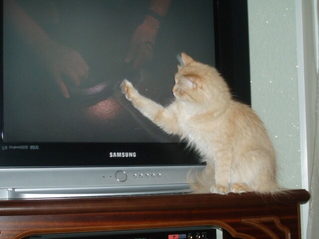 Кошка смотрит телевизор