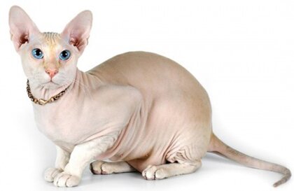 Порода кошек петерболд