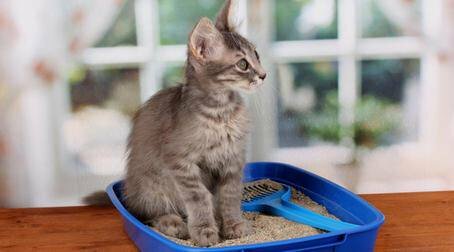 Лоток для кошки