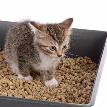 Как приучить котенка к лотку